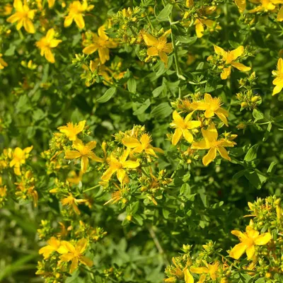 A Stunning Image of St. Johns Wort in Full Bloom
