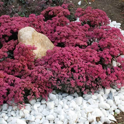 Delicate Stonecrop: A Flower That Will Take Your Breath Away 