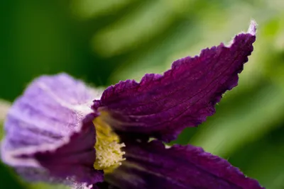 A Close-up of the Gorgeous Sugarbowl Clematis