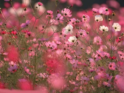 Wallflower Image That Will Transport You to a Peaceful Place