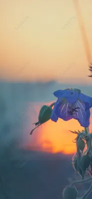 Captivating Wallflower in Full Bloom