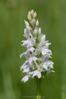 The Enchanting Beauty of Common Spotted Orchid in a Photo