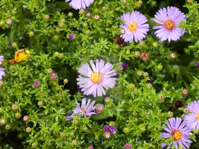 Italian asters wallpapers