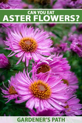 A Stunning Image of Italian Asters in a Field of Flowers