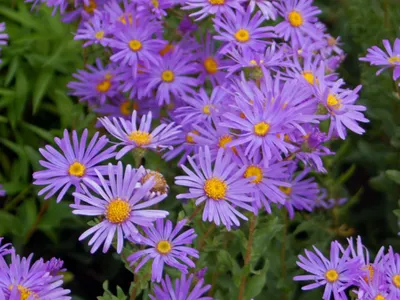 The Perfect Picture of Italian Asters in Their Natural Habitat