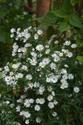 A Gorgeous Photo of Italian Asters in a Garden Setting