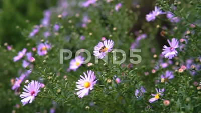 An Enchanting Image of Italian Asters in a Rustic Setting