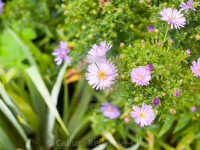 A Captivating Photo of Italian Asters in a Wildflower Meadow