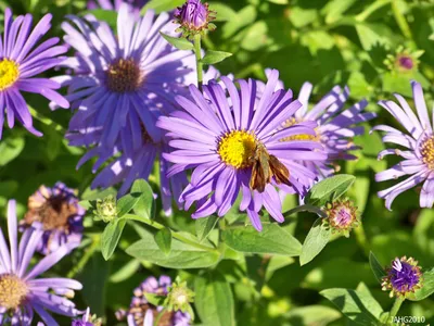 The Delicate Beauty of Italian Asters in a Close-Up Image