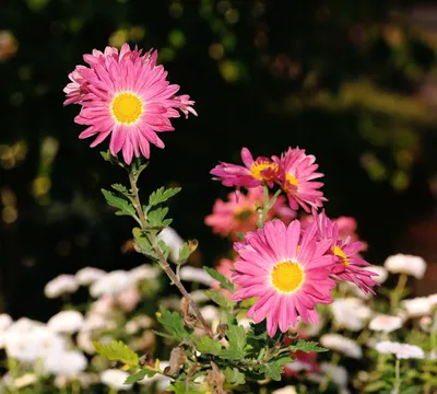 A Serene Image of Italian Asters in a Peaceful Garden