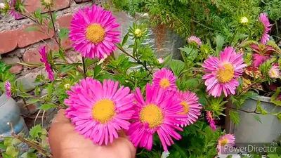 An Exquisite Image of Italian Asters in a Flower Arrangement