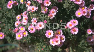 The Whimsical Charm of Italian Asters in a Picture