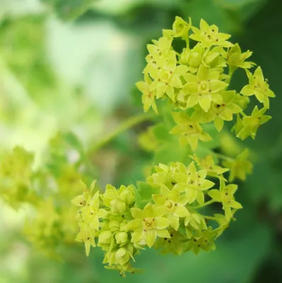 Captivating Lady's Mantle in Full Bloom