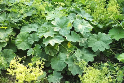 Gorgeous Lady's Mantle Flower Picture