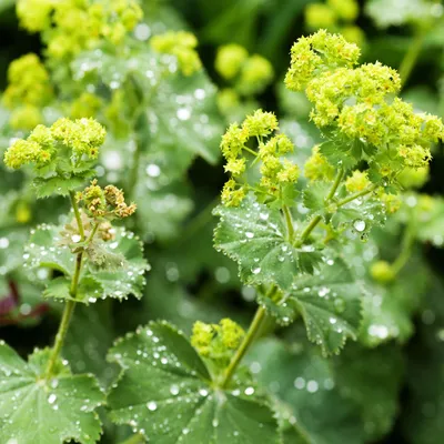 Eye-Catching Lady's Mantle in Natural Setting