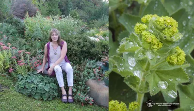 Beautiful Lady's Mantle in Vibrant Green Hue