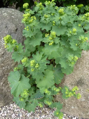 Breathtaking Lady's Mantle in Serene Garden