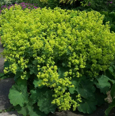 Vivid Lady's Mantle Photo for Botanical Enthusiasts