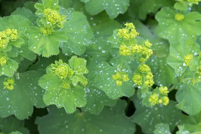 Picture-Perfect Lady's Mantle in the Garden