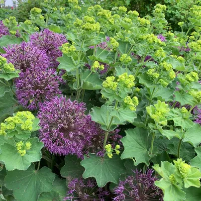 Lively Lady's Mantle in Garden Landscape