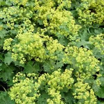 Stunning Lady's Mantle Image with Dew Drops