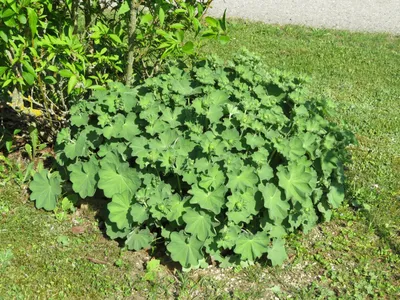 Charming Lady's Mantle in Soft Pastel Colors