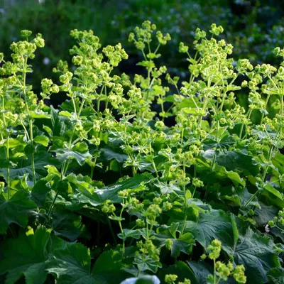 Radiant Lady's Mantle in Natural Habitat