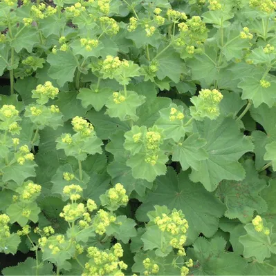 Enchanting Lady's Mantle Picture for Flower Lovers