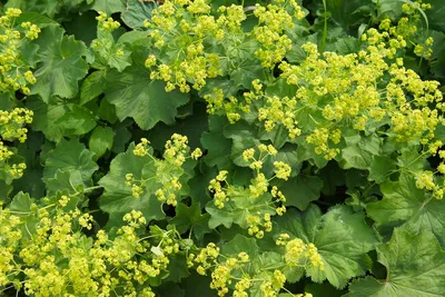 Graceful Lady's Mantle in Delicate Shades