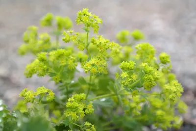 Striking Lady's Mantle in Garden Arrangement