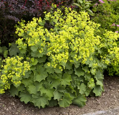 Stunning Lady's Mantle Close-Up Photo