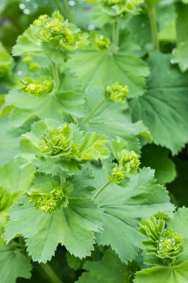 Glorious Lady's Mantle in Garden Oasis