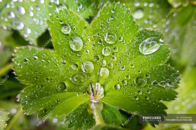 Majestic Lady's Mantle in Vibrant Surroundings