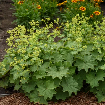 Delightful Lady's Mantle in Sunny Garden