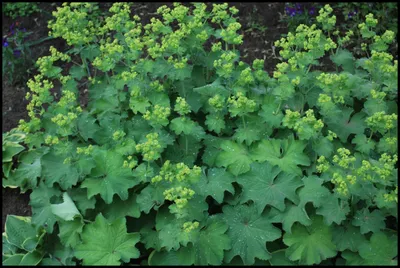 Mesmerizing Lady's Mantle in Up-Close Shot