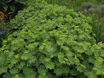 Dazzling Lady's Mantle in Botanical Beauty