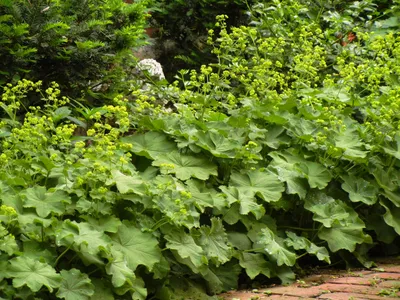 Resplendent Lady's Mantle in Garden Glory