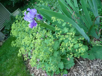 Exquisite Lady's Mantle in the Garden