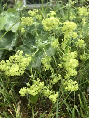 Gorgeous Lady's Mantle Blossom in Close-up Shot