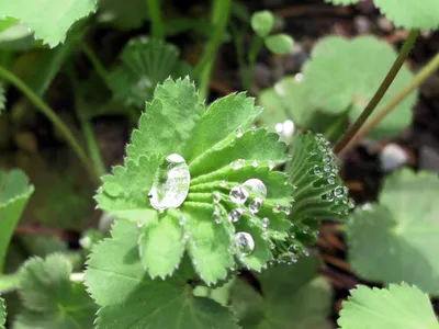 Stunning Lady's Mantle Image with Dew Drops