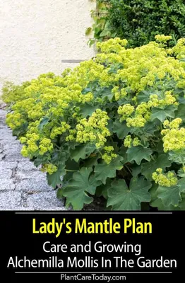 Elegant Lady's Mantle Photo with Soft Focus