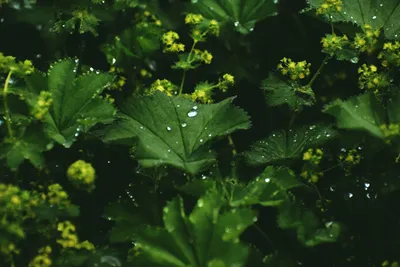 Delicate Lady's Mantle in the Wild