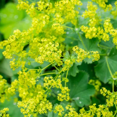 Enchanting Lady's Mantle Picture with Vibrant Colors