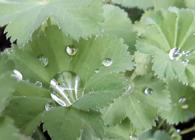 Graceful Lady's Mantle in the Morning Light