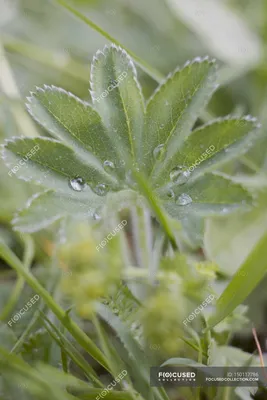 Serene Lady's Mantle Photo with Calming Effect