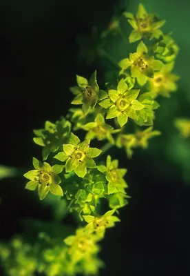 Alluring Lady's Mantle Image with Textured Leaves