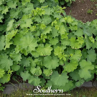 Radiant Lady's Mantle Flower in Natural Habitat