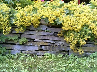 Lush Lady's Mantle Image for Garden Inspiration