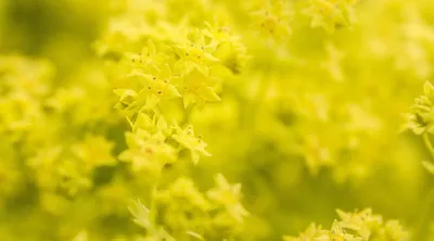 Tranquil Lady's Mantle Picture with Peaceful Vibe