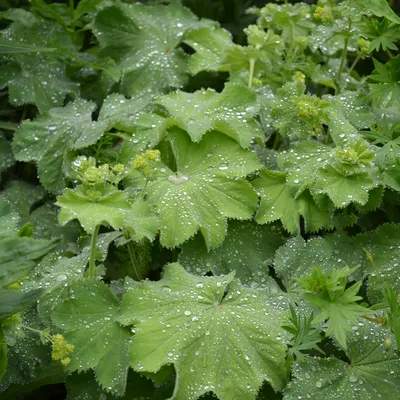 Vivid Lady's Mantle Photo in High Definition